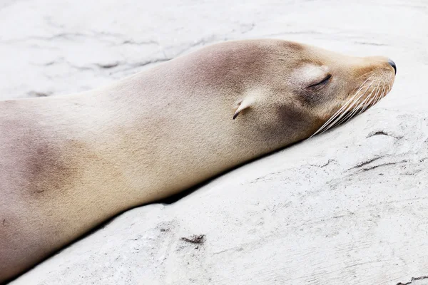 Sea lion closeup — Stock Photo, Image
