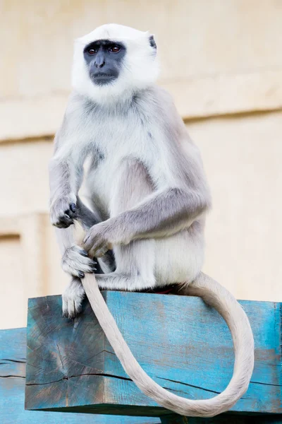 Langur Monkey — Stockfoto