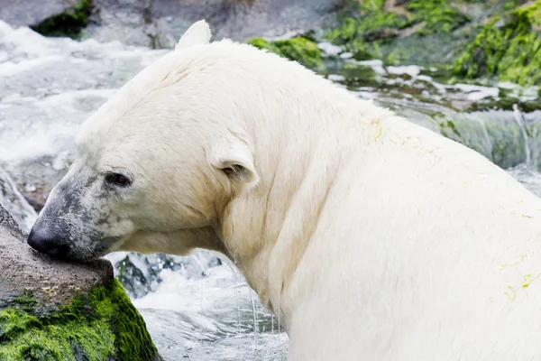 Ice bear in the water — Stock Photo, Image
