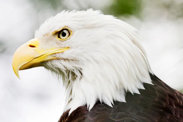 Bald eagle närbild — Stockfoto