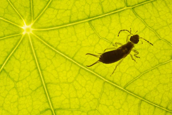 Green leaf texture with earwig — Stock Photo, Image