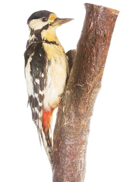 Woodpecker on branch — Stock Photo, Image