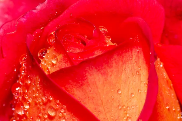 Rosa con gotas de lluvia —  Fotos de Stock