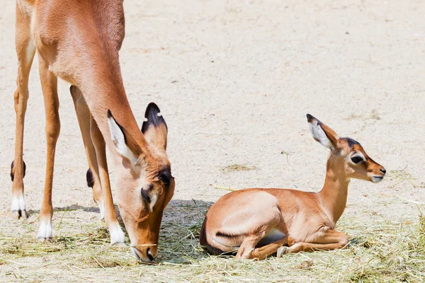 Jonge impala met moeder — Stockfoto