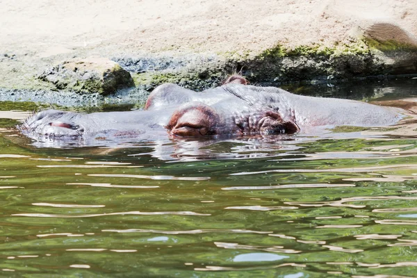 Hipopótamo en el agua —  Fotos de Stock