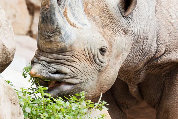 Eating rhinoceros — Stock Photo, Image