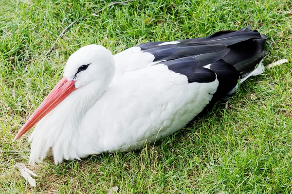 stock image Lying stork