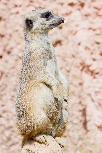Meerkat på en klippa — Stockfoto