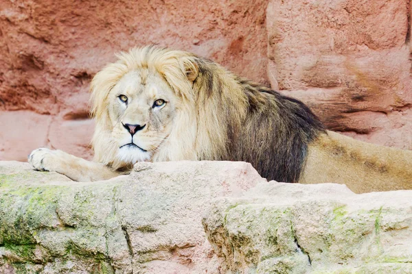 stock image Lion on a rock