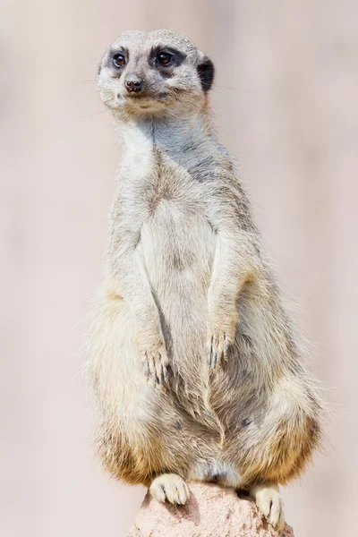 Meerkat na skale — Zdjęcie stockowe