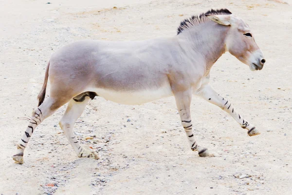 Somalischer Wildesel — Stockfoto