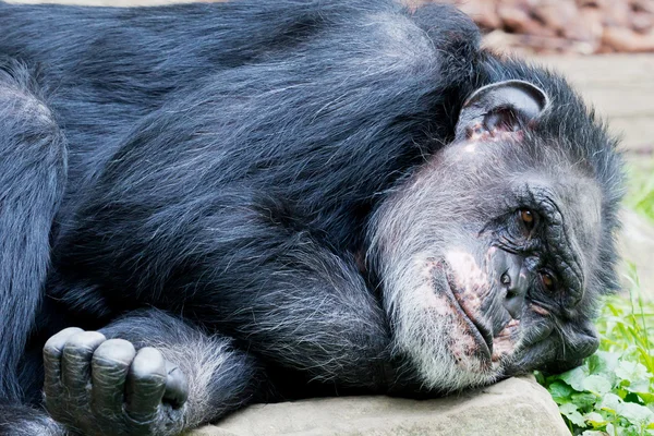 Liggande schimpans — Stockfoto