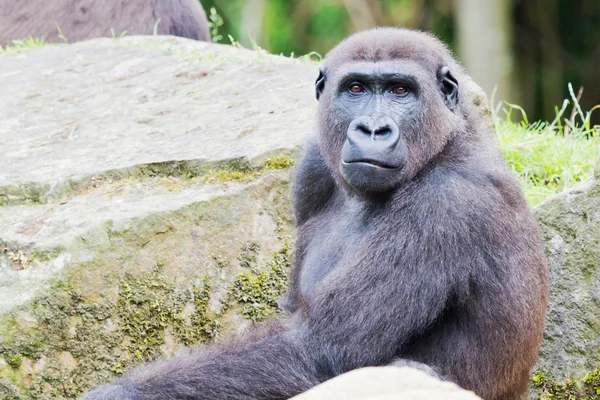 Closeup gorila — Stock fotografie