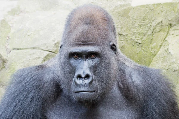 Silverback gorila — Stock fotografie