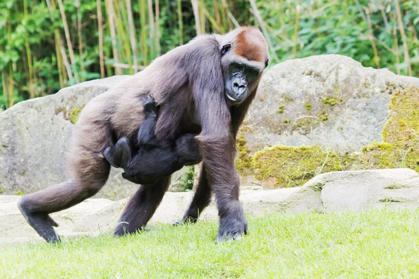 Gorilla med baby — Stockfoto