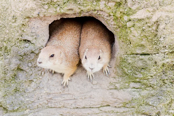 Prairie dogs in a den — Stock Photo, Image