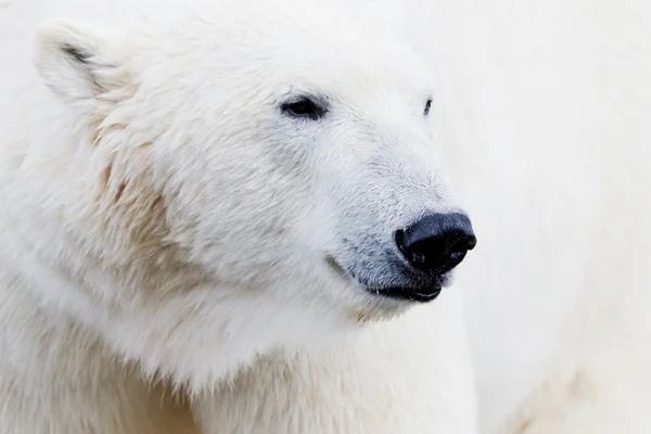 Primo piano dell'orso di ghiaccio — Foto Stock