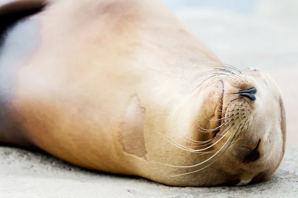 Sea lion closeup — Stock Photo, Image