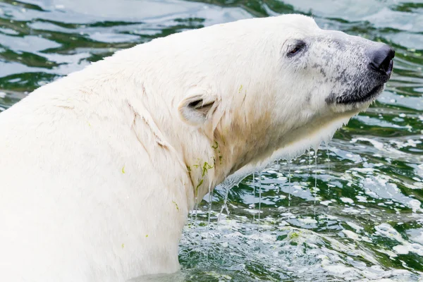 Lód niedźwiedź w wodzie — Zdjęcie stockowe