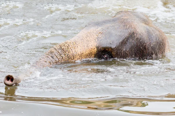 Elefante en el agua — Foto de Stock