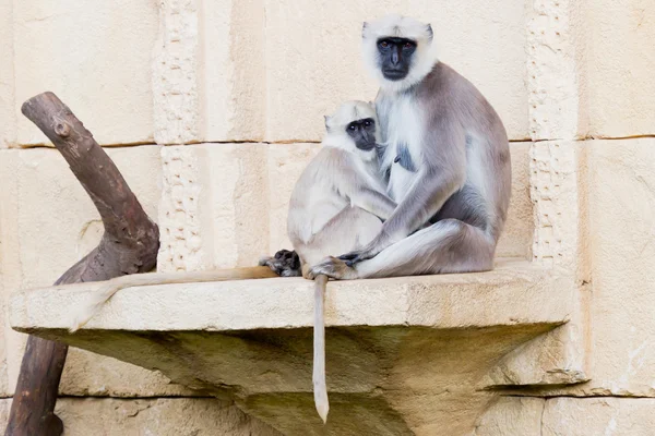 Scimmie del Langur — Foto Stock