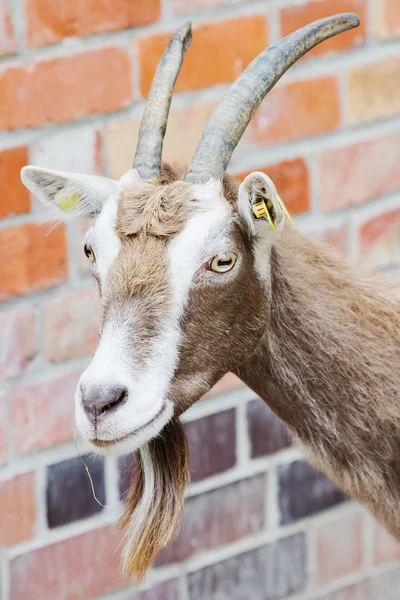 Billy goat closeup — Stock Photo, Image