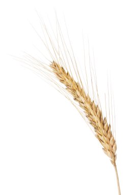 Barley ear clipart