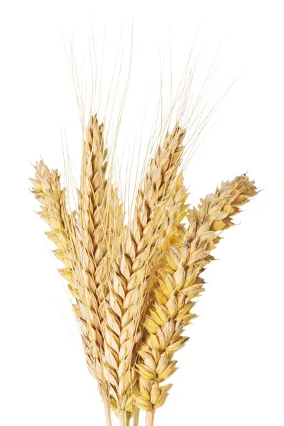 Вуха пшениці та ячменю — стокове фото