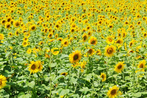 stock image Field with sunflowers