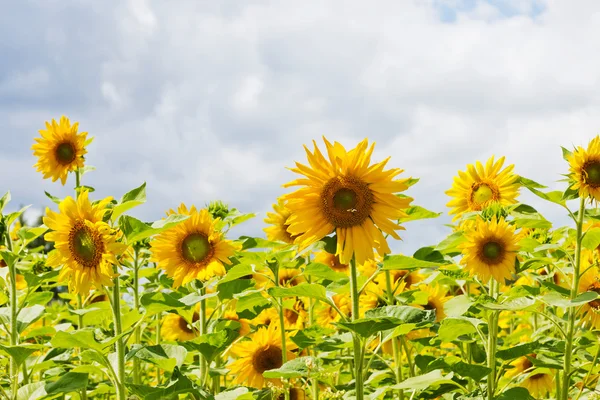 stock image Field with sunflowers