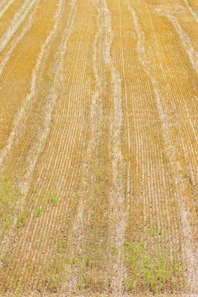 Tracks on a field — Stock Photo, Image