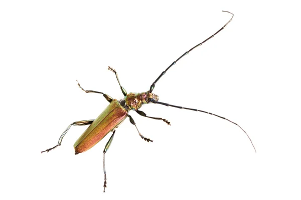 Longhorn beetle zbliżenie — Zdjęcie stockowe