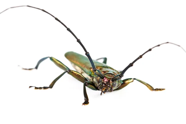 Longhorn beetle closeup — Stock Photo, Image