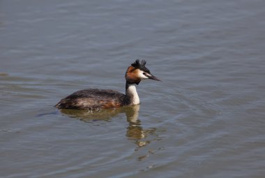 podiceps cristatus, salburua, vitoria, alava, İspanya