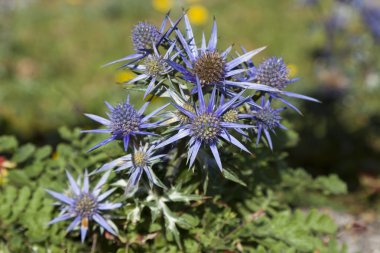 Thistle, saja-besaya doğal park, cantabria, İspanya