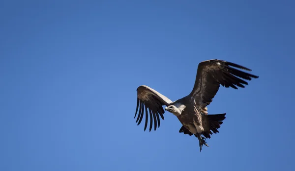 Vulture on fly, Las Merindades, Burgos, Castilla y Leon, Spain — Stock Photo, Image