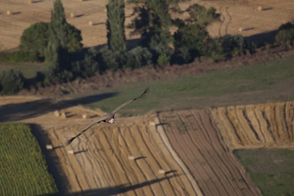 Avvoltoio in volo, Las Merindades, Burgos, Castilla y Leon, Spagna — Foto Stock