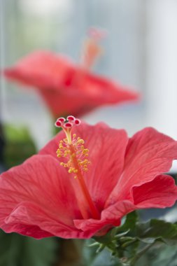 Decorative rose Hibiscus clipart