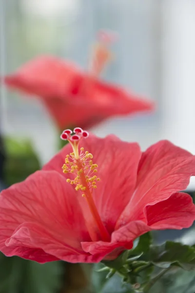 stock image Decorative rose Hibiscus