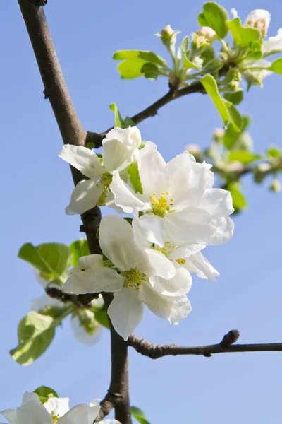 Gentle flowers of an apple-tree — Stock Photo, Image