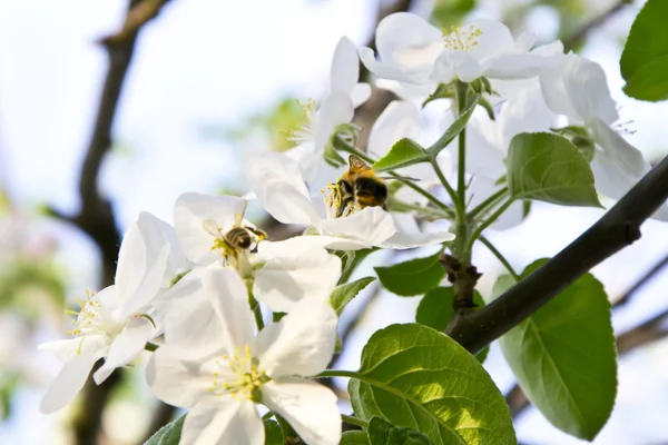 The bee and bumblebee pollinate an apple-tree — Stock Photo, Image