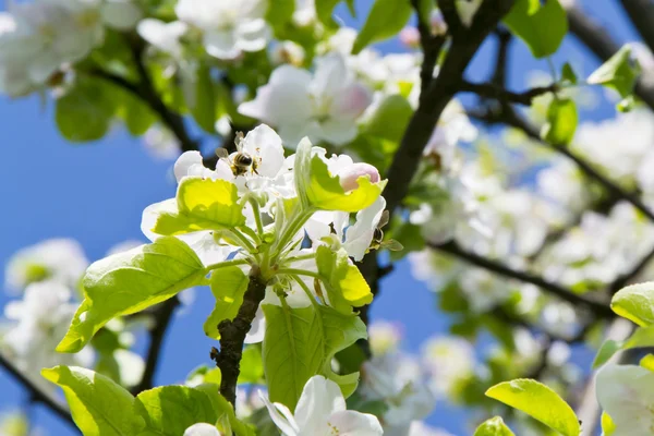 The bee pollinates an apple-tree — Stock Photo, Image