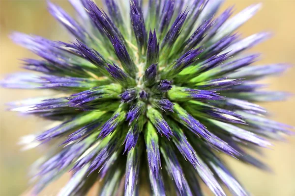 Unusual blue flower — Stock Photo, Image
