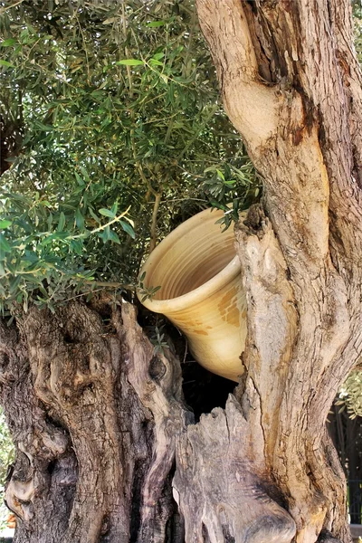 Pitcher in the hollow — Stock Photo, Image