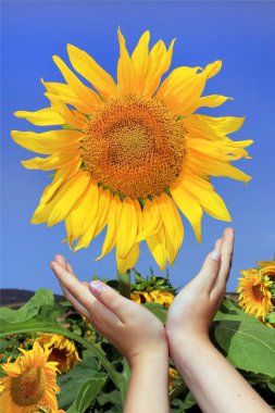 Sunflowers and children's hands clipart