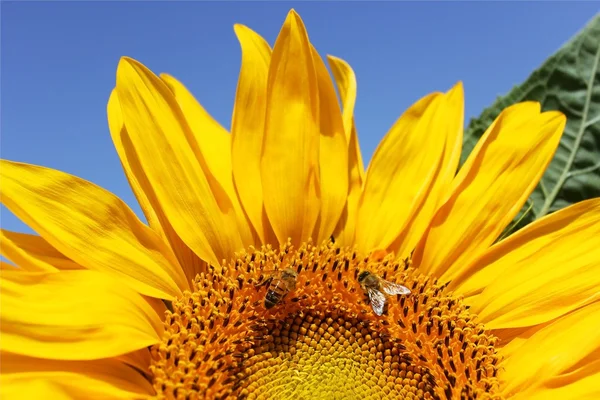 Sunflower close-up — Zdjęcie stockowe