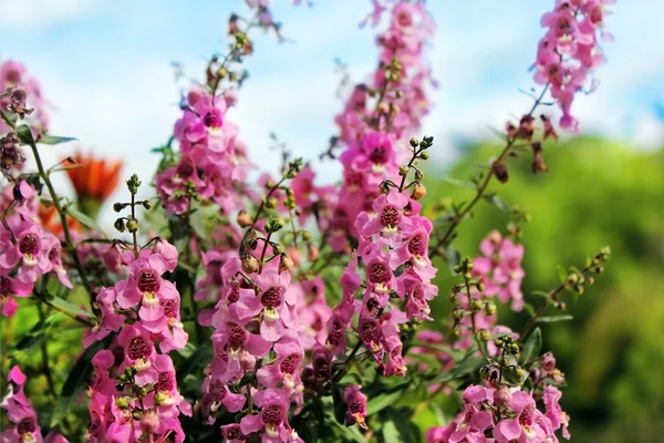 Blühende Waldorchidee — Stockfoto