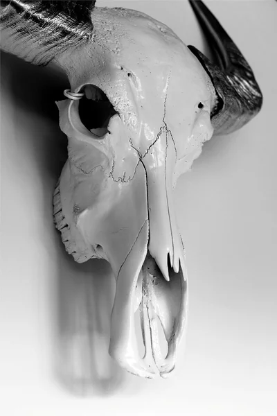 Buffalo skull — Stock Photo, Image