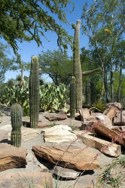 Kaktus v poušti nevada — Stock fotografie