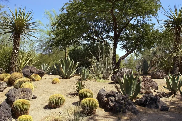 Cactussen in de woestijn van nevada, Verenigde Staten — Stockfoto